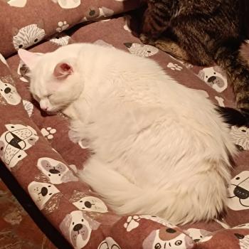 Copito Bild von Copito
