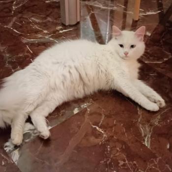 Copito Bild von Copito