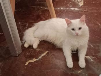 Copito Bild von Copito