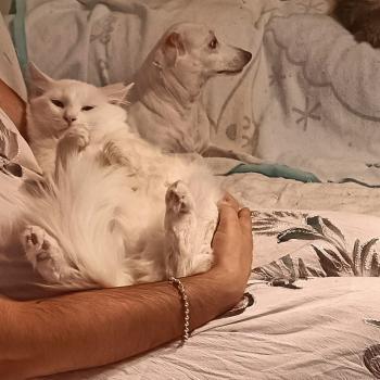 Copito Bild von Copito