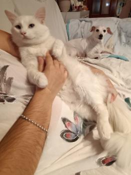 Copito Bild von Copito