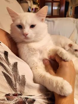 Copito Bild von Copito