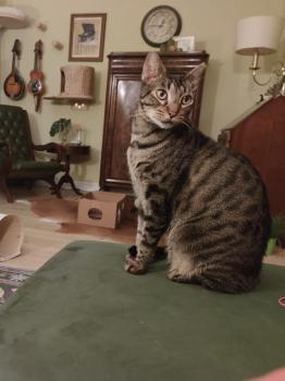 Lazlo Bild von Lazlo