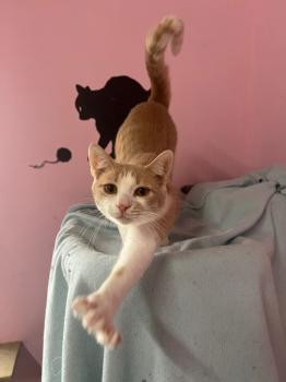 Bild von Mango