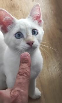 Flas Bild von Flas-Odin