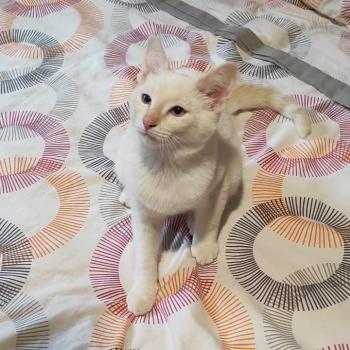 Flas Bild von Flas-Odin