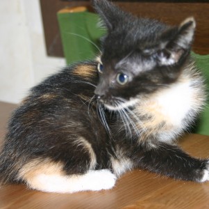 Bild von Uri