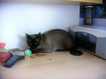 Pancho Bild von Pancho