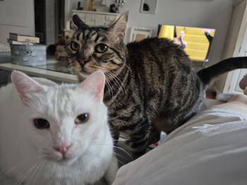 Coton Bild von Coton