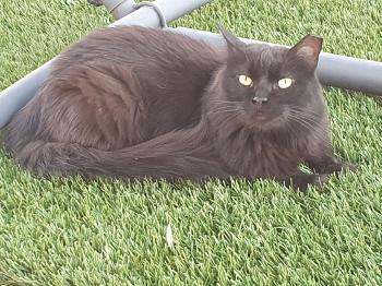Anubis Bild von Anubis