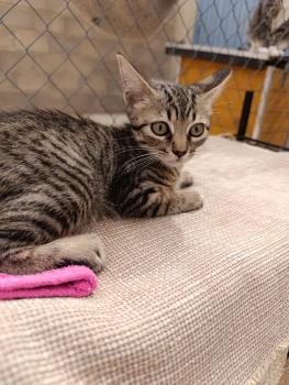 Pirata Bild von Pirata