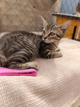 Pirata Bild von Pirata