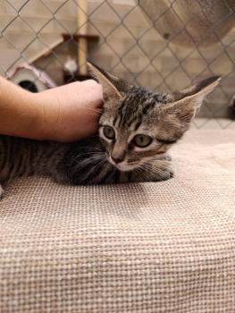 Pirata Bild von Pirata