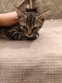 Pirata Bild von Pirata