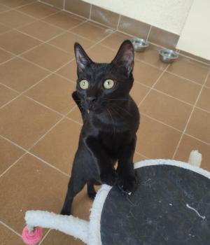 Bild von Camelia