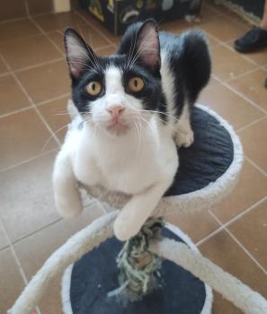 Bild von Tico