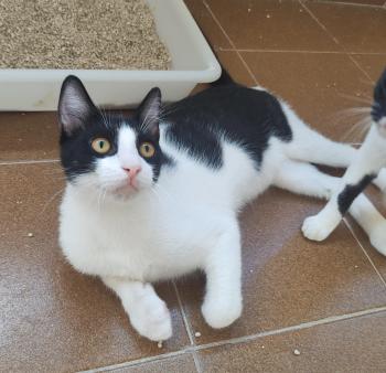 Bild von Tico
