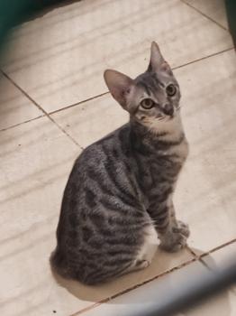 Bild von Basil