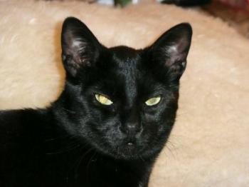 Merlin Bild von Moon