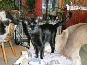 Merlin Bild von Moon