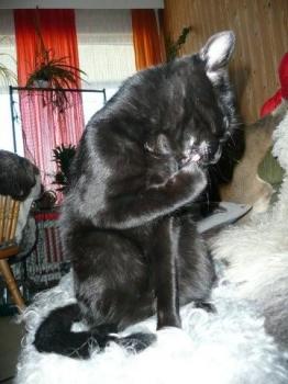 Merlin Bild von Moon