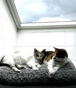 Bild von Lupa
