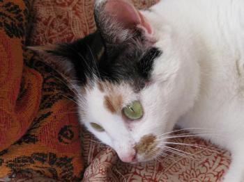Sophia Bild von Miss Sodfa