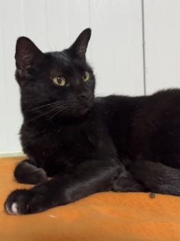 Romeo Bild von Romeo
