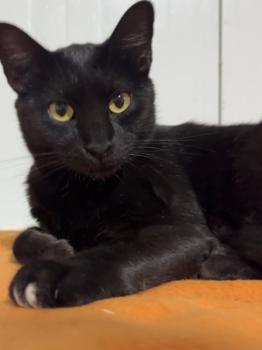 Romeo Bild von Romeo