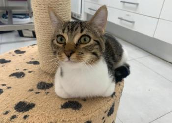 Harvey Bild von Harvey