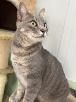 Bluey Bild von Bluey