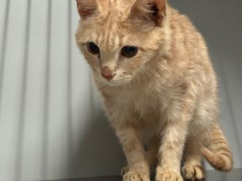 Tahini Bild von Tahini