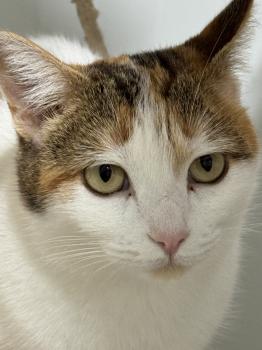 Chica Bild von Chica