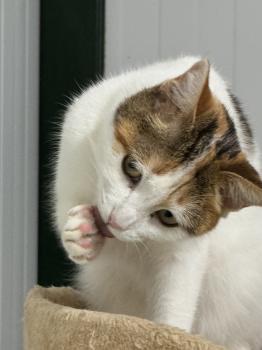Chica Bild von Chica