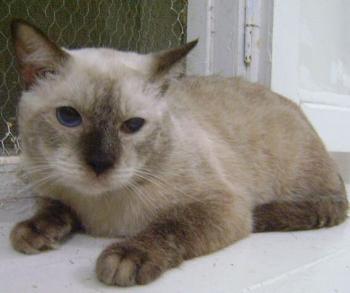 Romeo Bild von Romeo