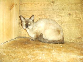 Amadeus Bild von Amadeus