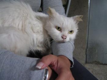 Blanca Bild von Blanca