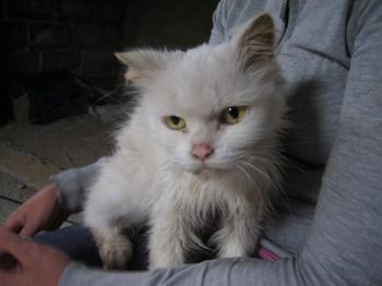 Blanca Bild von Blanca