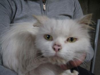Blanca Bild von Blanca