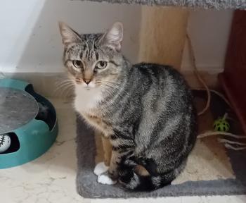 Moly Bild von Moly