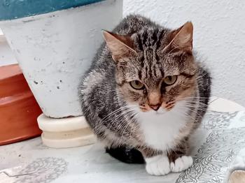 Moly Bild von Moly