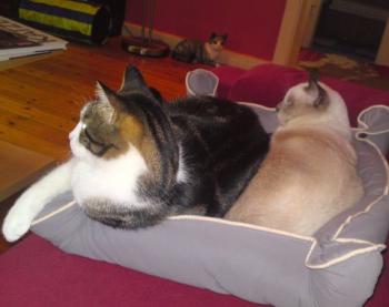 Norry Bild von Norry