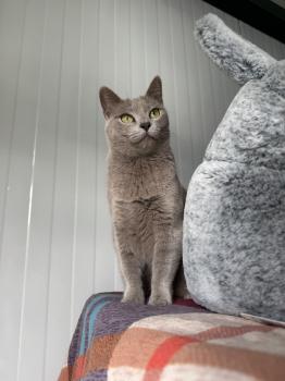 Tess Bild von Tess