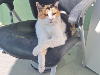 Rosalba Bild von Rosalba