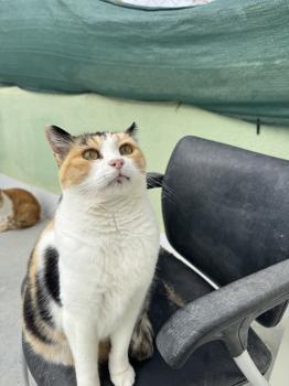 Rosalba Bild von Rosalba