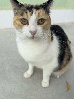 Rosalba Bild von Rosalba