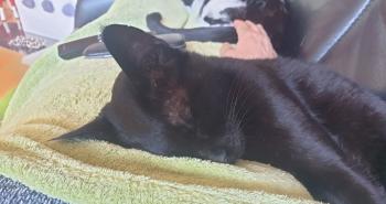 Lua Bild von Lua