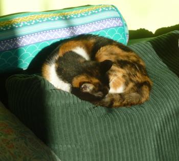 Petula Bild von Petula