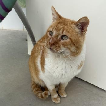 Bild von Tommy
