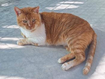 Bild von Tommy